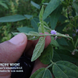 সয়াবিনের জাবপোকা বা এফিড